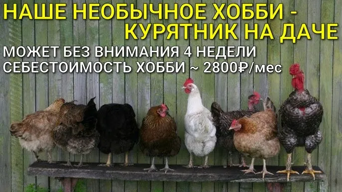 КРУГЛОГОДИЧНЫЙ курятник на даче на 25 ...