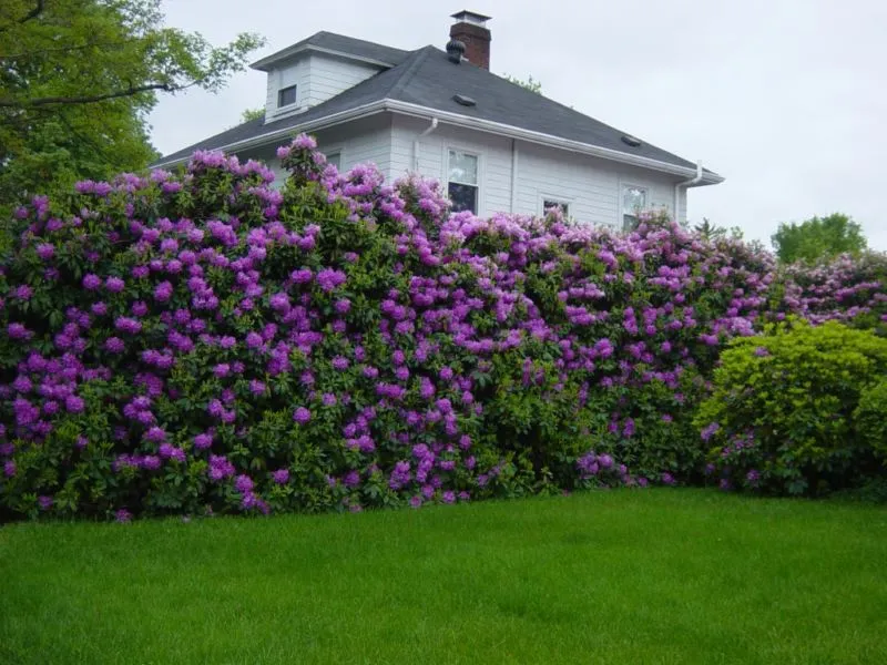 rhododendron2