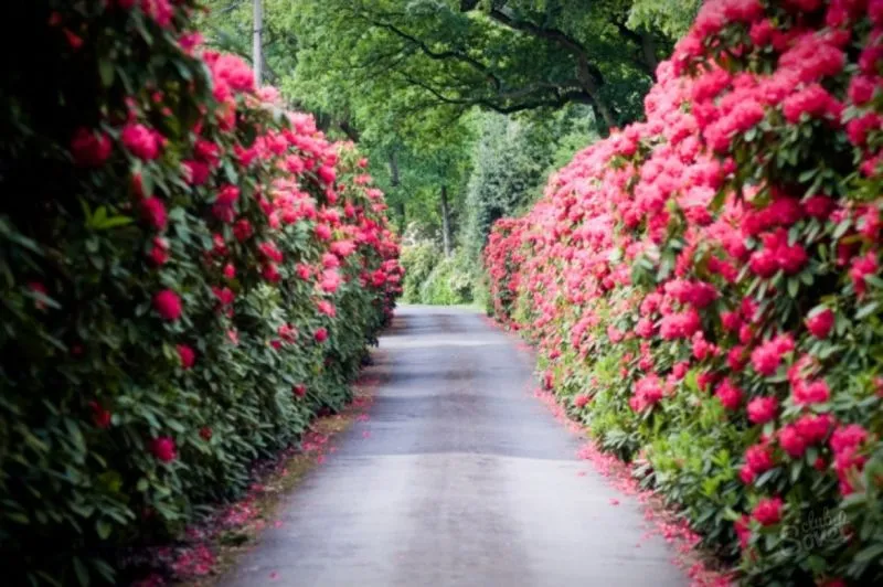 A road lined with Rhododendron