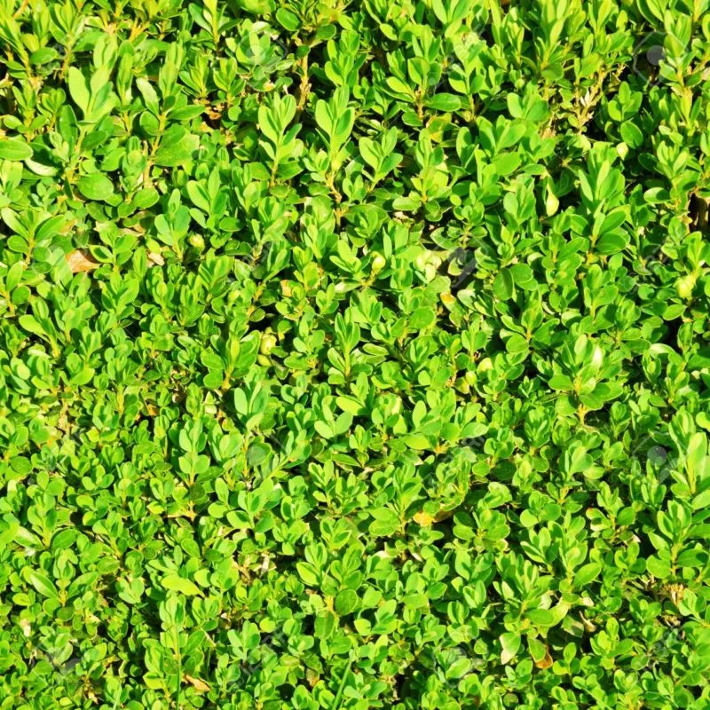 20693162-green-hedge-bush-texture-background-stock-photo