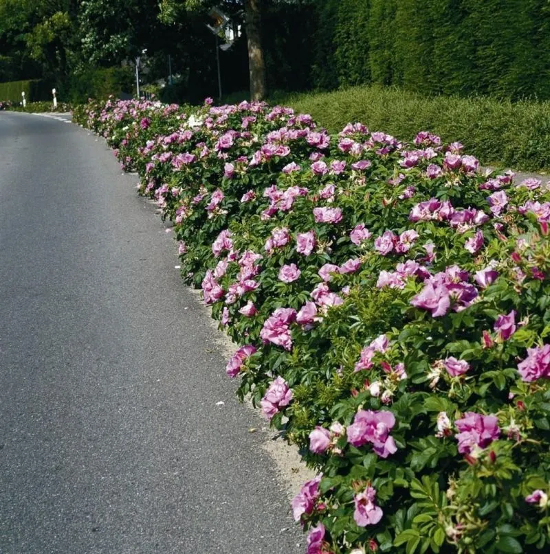 hedge-of-roses