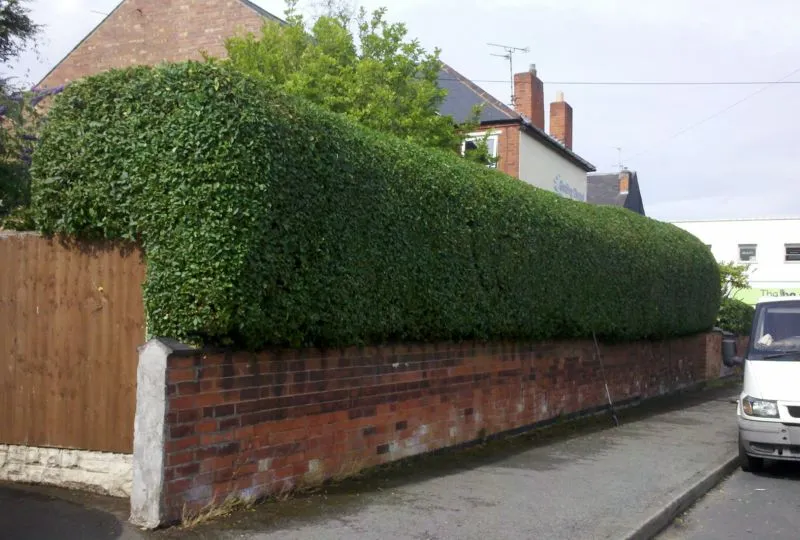 privet-hedge-trimming-nottingham-e1392138382600