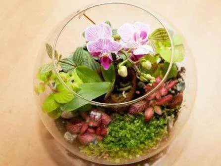 Орхидея, это довольно капризный вид цветов, поэтому контейнер для растительной композиции должен быть оснащён системой подогрева и вентилирования.