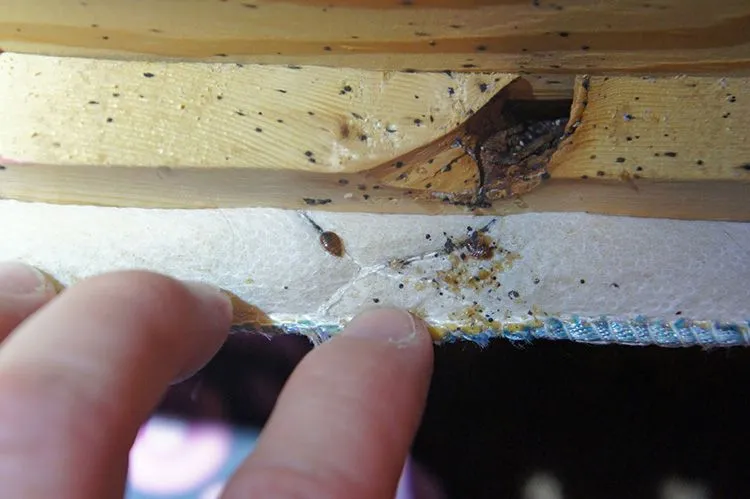 Через трещины насекомые легко проникнут в дом