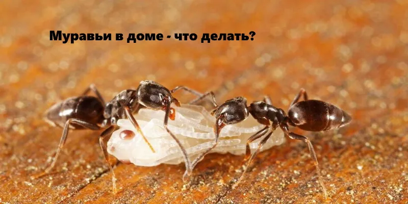 Что делать, если дома завелись муравьи