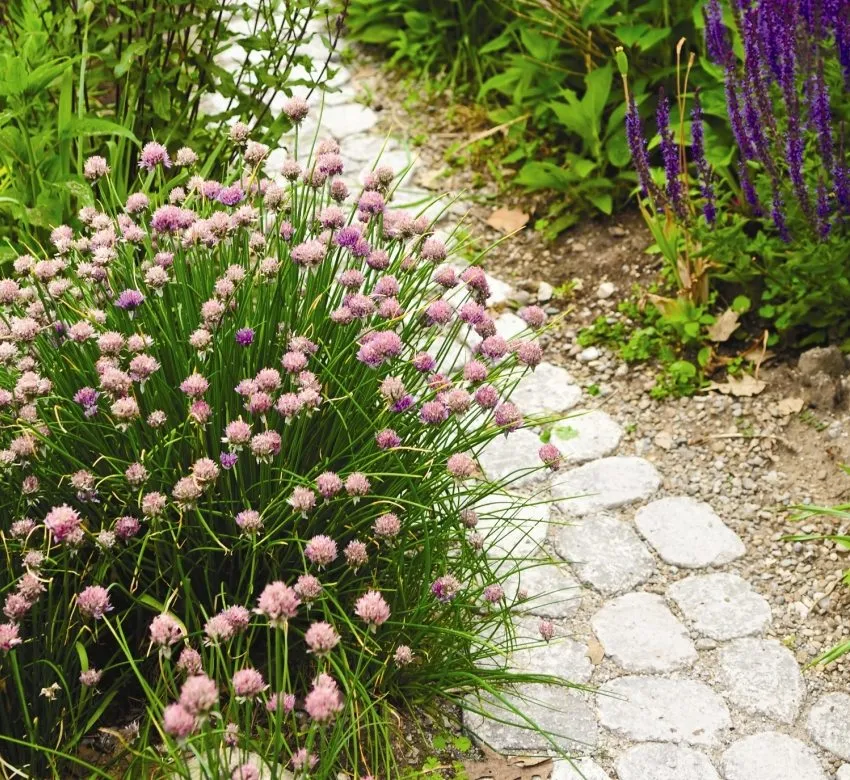 Дорожка из тротуарной плитки в окружении садовых цветов