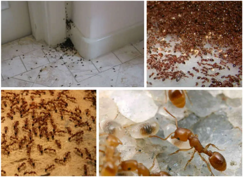 Как вывести муравьев из дома или в квартире