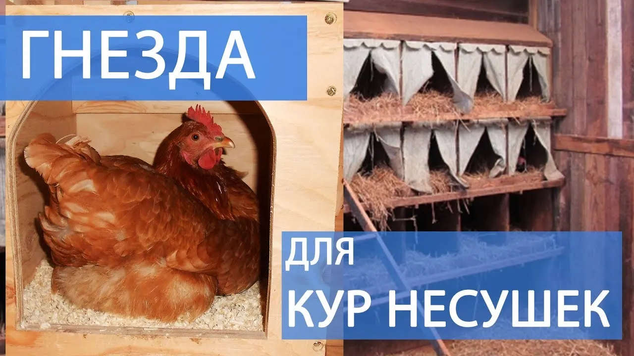 ГНЕЗДА ДЛЯ КУР НЕСУШЕК - своими руками и очень дешево! (как сделать и советы содержания кур)