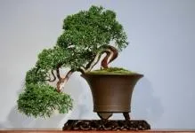 Bonsai-11