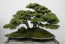 Bonsai-5