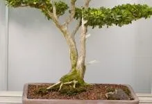 Bonsai-31