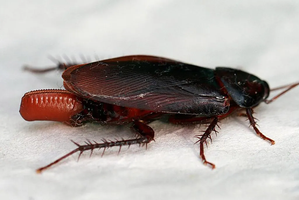 Личинки тараканов домашних как уничтожить