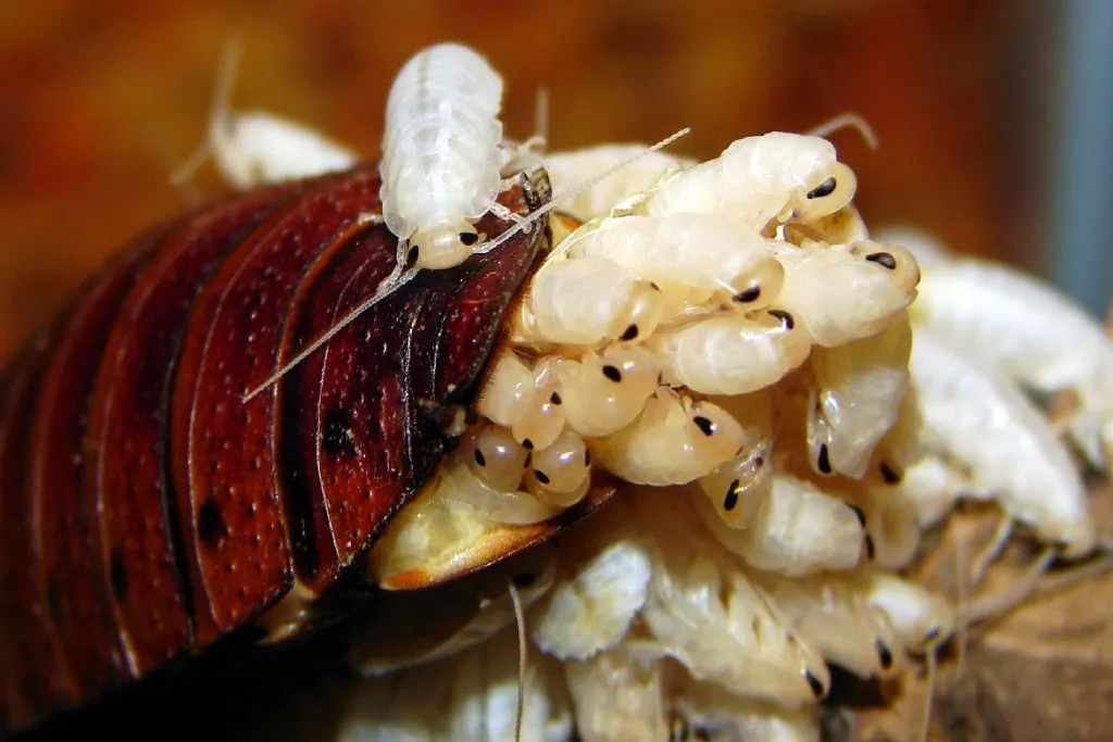 Мадагаскарский шипящий таракан потомство