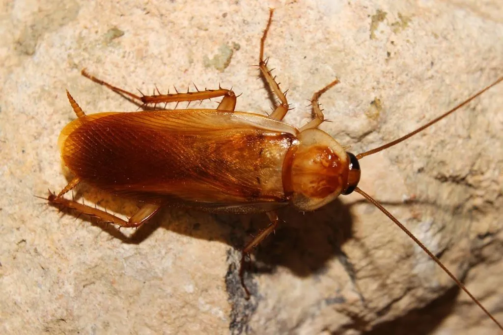 Тараканы в ванной комнате – откуда берутся, что делать и как эффективно избавиться от них, рыжая разновидность