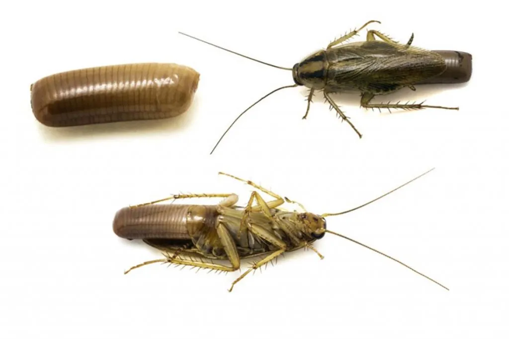 Тараканы в ванной комнате – откуда берутся, что делать и как эффективно избавиться от них, размножение