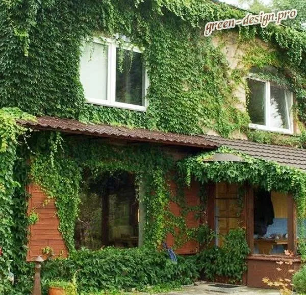 Вертикальное озеленение фасада дома