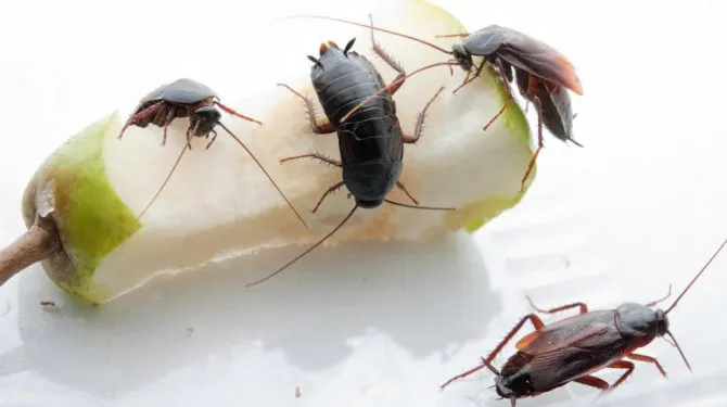 Чёрные тараканы с лёгкостью переваривают тяжёлую пищу