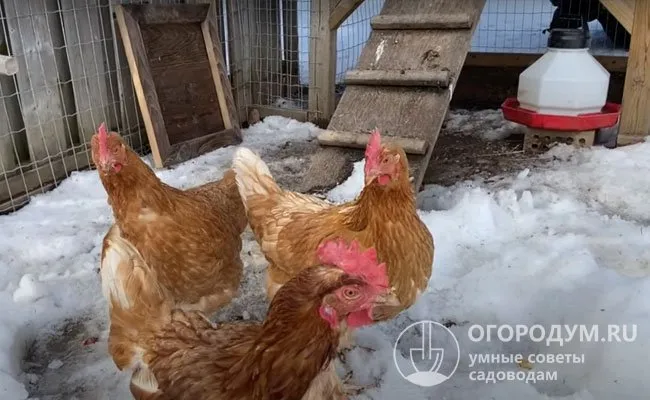 Площадь огороженной выгульной территории зависит от численности поголовья: на 1 особь отводят примерно 1 м2