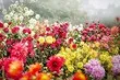 Какие цветы посадить осенью: 9 лучших растений