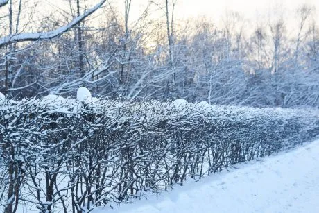 осенний уход за живой изгородью