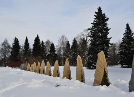 осенний уход за живой изгородью