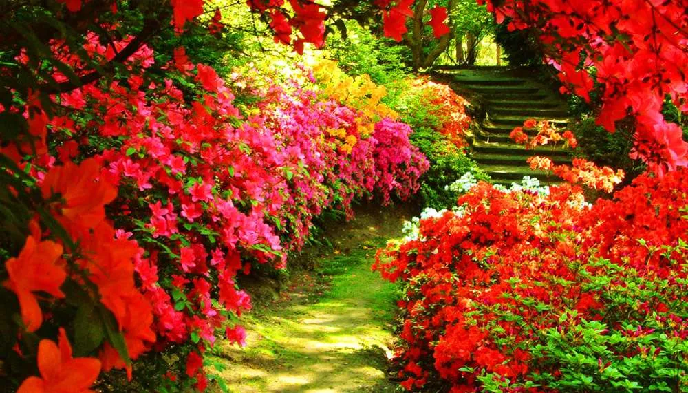Красные цветы в саду - очень красиво