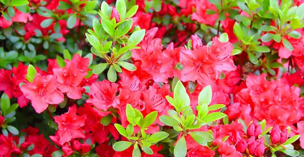 Красные растения в саду - цветы страсти