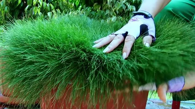 Овсяница овечья (Festuca ovina)