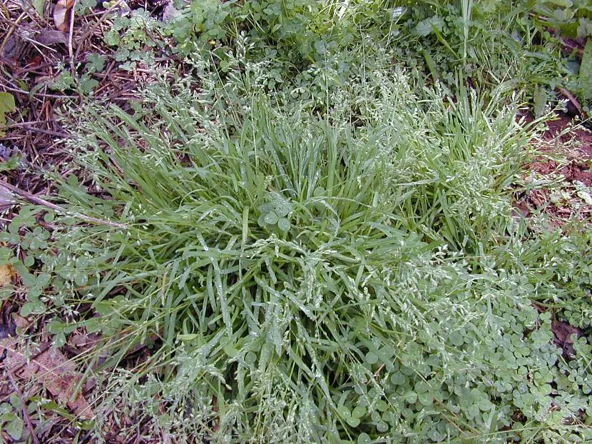 Мятлик однолетний (Poa annua)