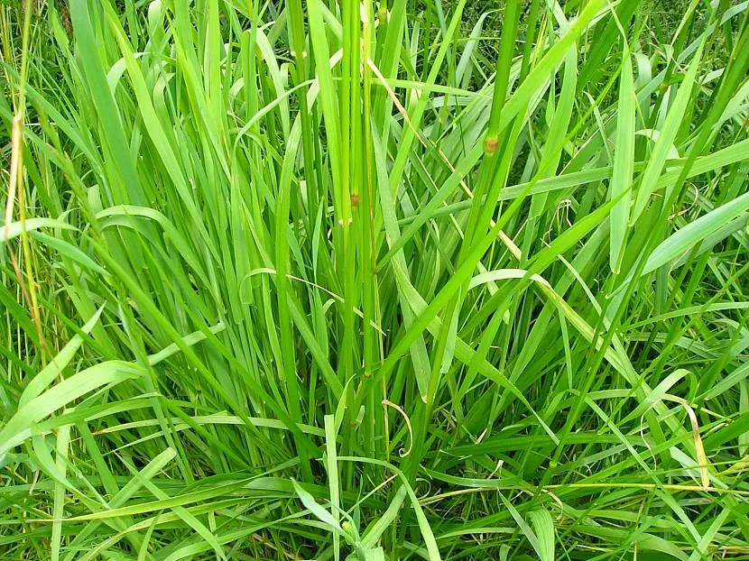 Полевица белая (Agrostis alba)