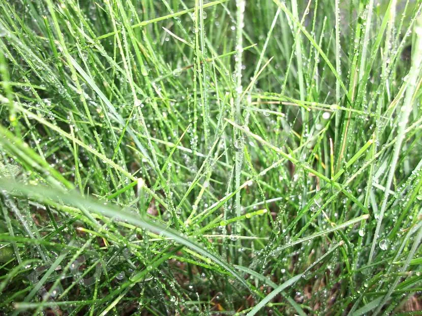 Овсяница красная (Festuca rubra)