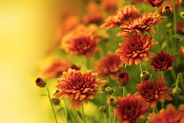 10 популярных цветов для солнечной клумбы