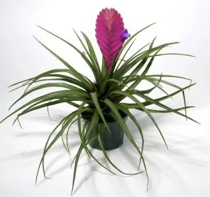 tillandsia-cyanea_ng3