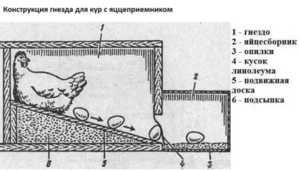 пример с яйцеприемником