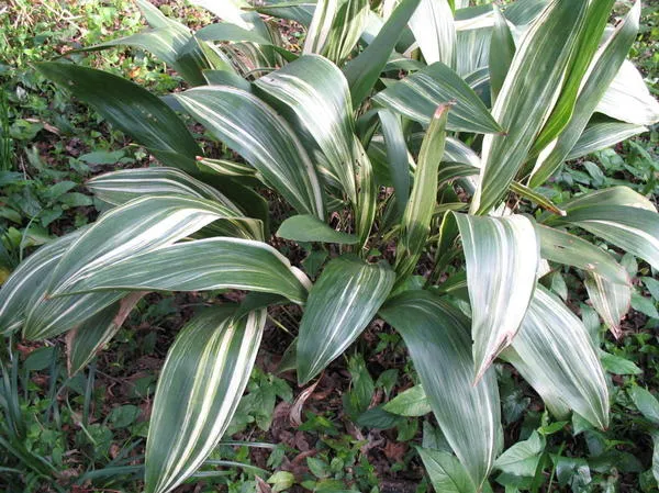 Аспидистра возвышенная Variegata, фото сайта onlineplantguide.com