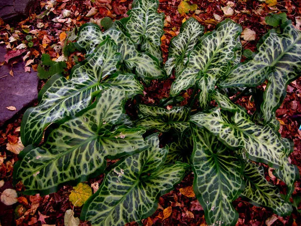 Арум итальянский Marmoratum, фото сайта hardytropicals.co.uk