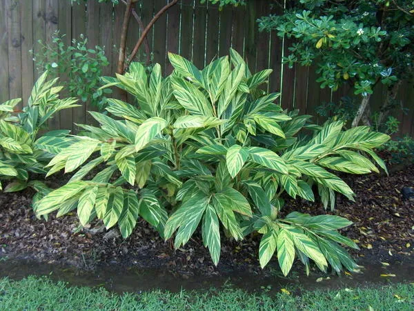 Альпиния церумбет Variegata, фото сайта onlineplantguide.com