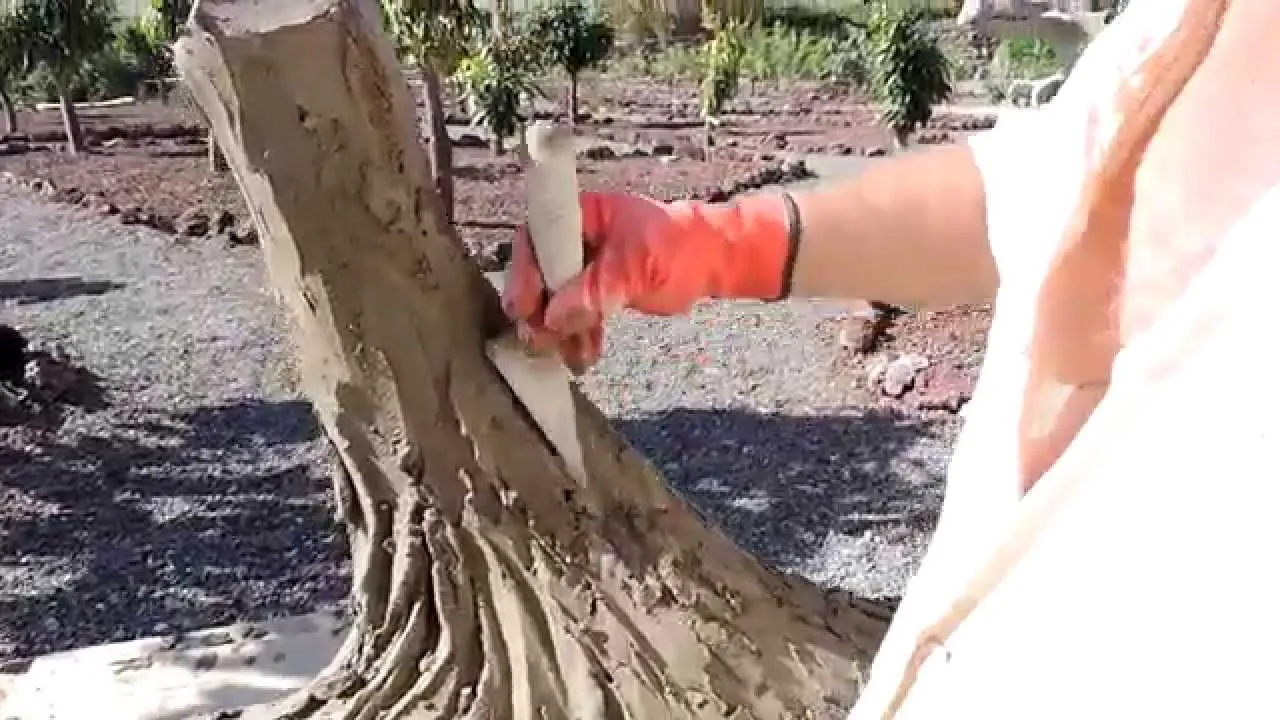 Лепка из цемента, Тенерифе, канарское дерево