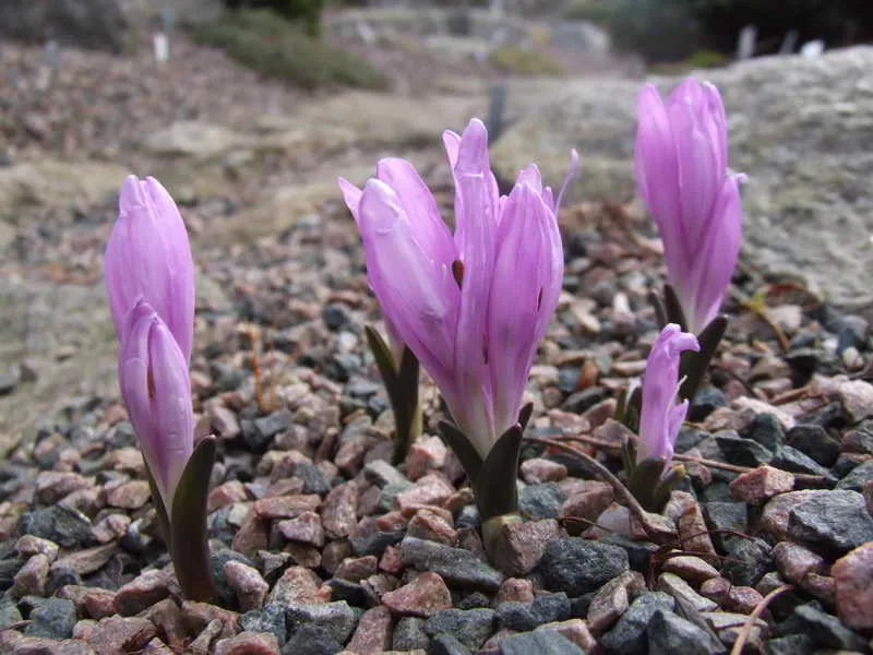 Bulbocodium vernum