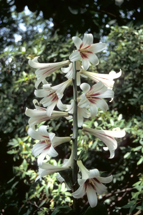 Cardiocrinum