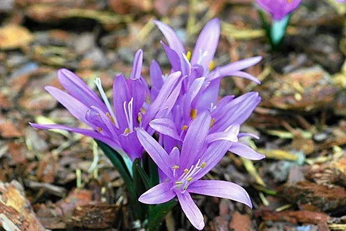 bulbocodium vernum