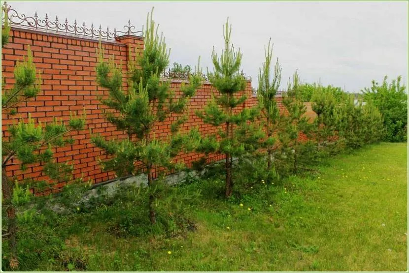 кусты для живой изгороди