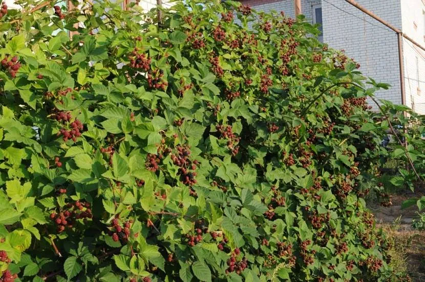 забор из живой изгороди