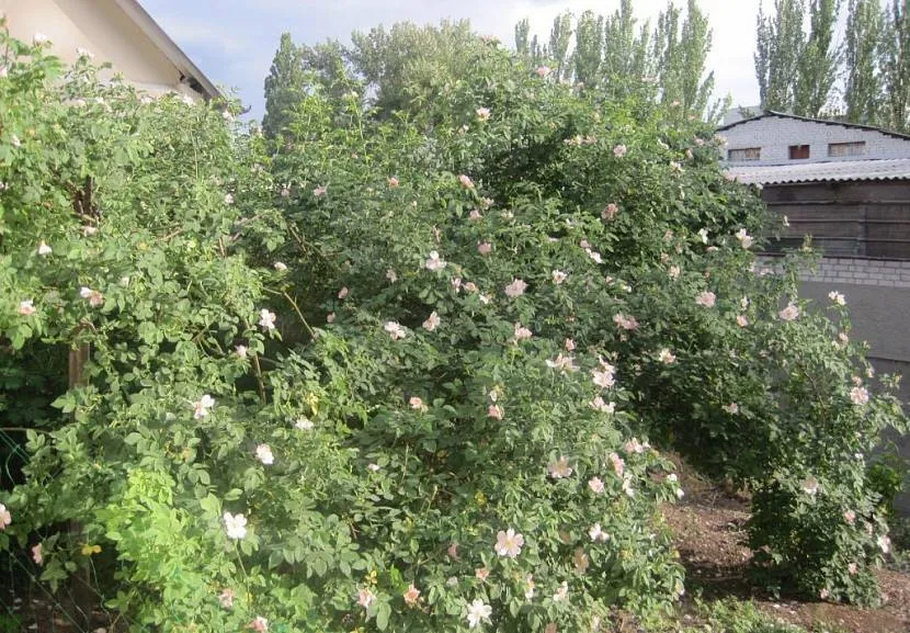 живая изгородь из кустов