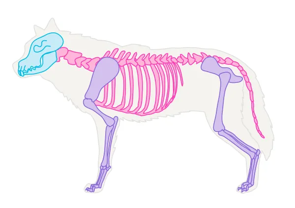 drawingdogs_1-1_skeleton