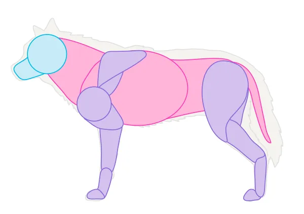 drawingdogs_2-1_muscles_simplified