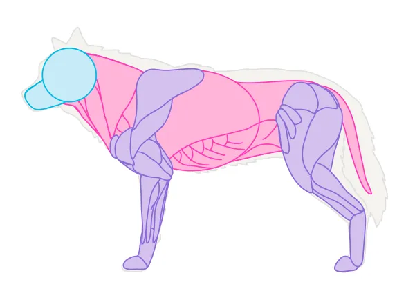 drawingdogs_2-3_muscles