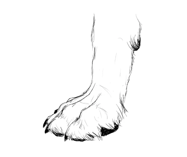 drawingdogs_3-6_paw_drawing