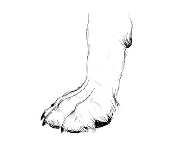 drawingdogs_3-6_paw_drawing