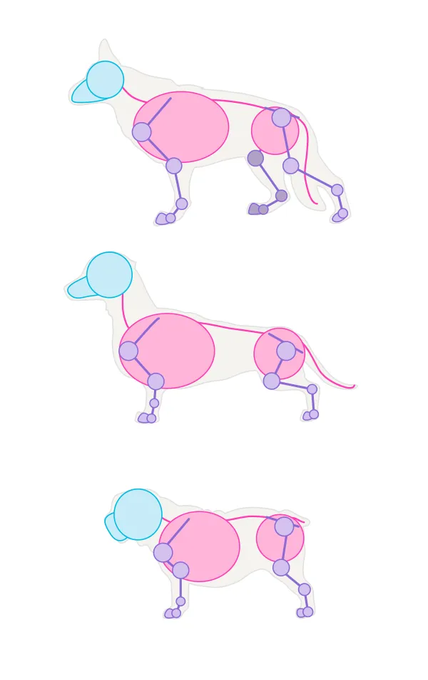 drawingdogs_1-3_breeds_differences